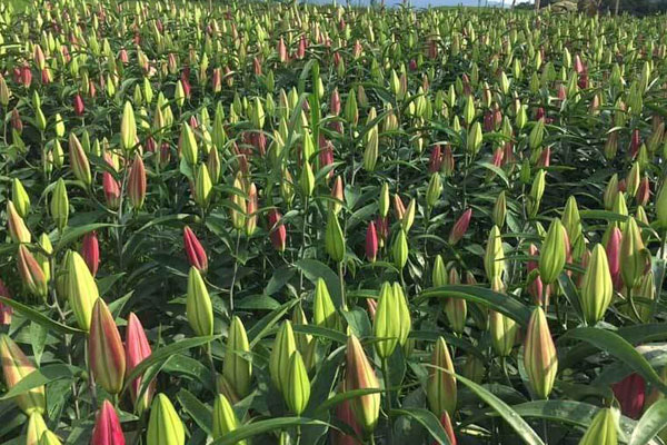 Hà Nội: Hoa tươi đổ đống đầy vỉa hè, nhà vườn bất lực nhìn giá lao dốc-5