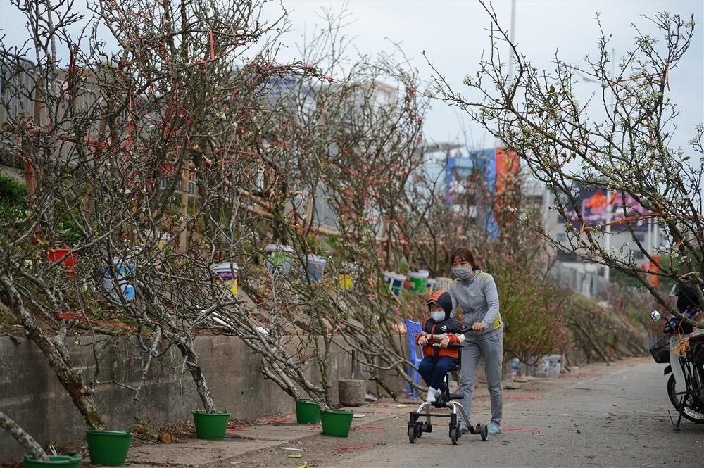 Hoa lê rừng xuống phố ngày đầu năm mới khiến người Hà Nội mê mẩn-2