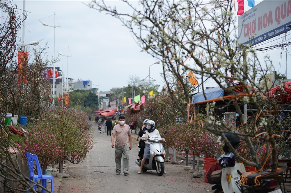 Hoa lê rừng xuống phố ngày đầu năm mới khiến người Hà Nội mê mẩn-3
