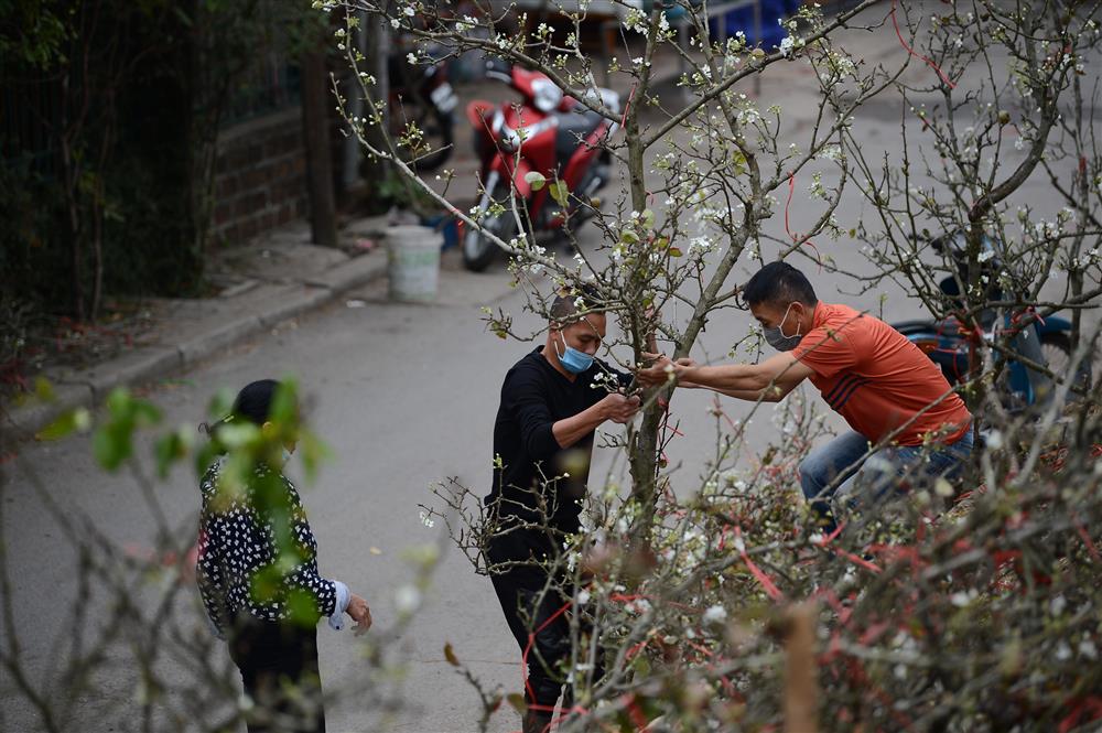 Hoa lê rừng xuống phố ngày đầu năm mới khiến người Hà Nội mê mẩn-5