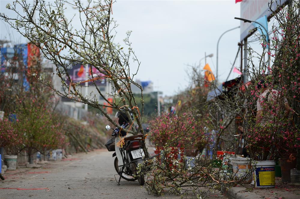 Hoa lê rừng xuống phố ngày đầu năm mới khiến người Hà Nội mê mẩn-6