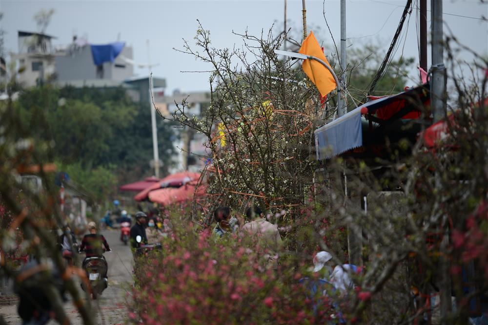 Hoa lê rừng xuống phố ngày đầu năm mới khiến người Hà Nội mê mẩn-7