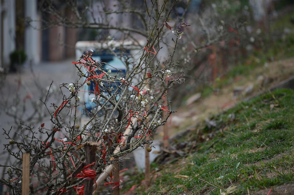 Hoa lê rừng xuống phố ngày đầu năm mới khiến người Hà Nội mê mẩn-8
