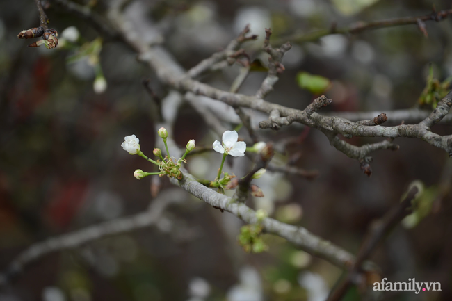 Hoa lê rừng xuống phố ngày đầu năm mới khiến người Hà Nội mê mẩn-15