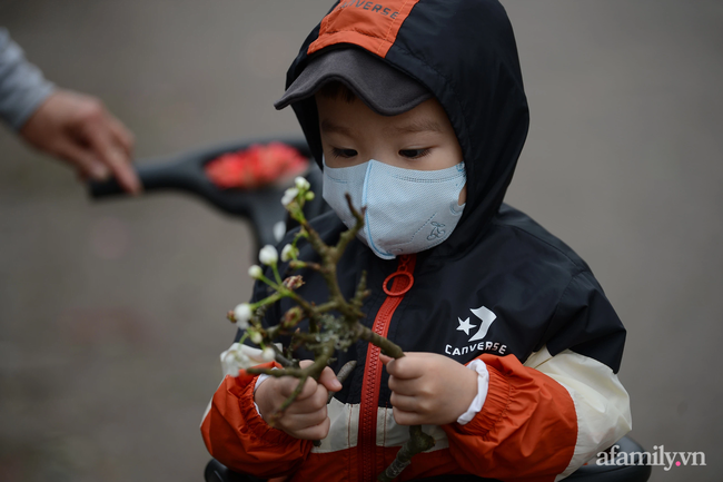 Hoa lê rừng xuống phố ngày đầu năm mới khiến người Hà Nội mê mẩn-16