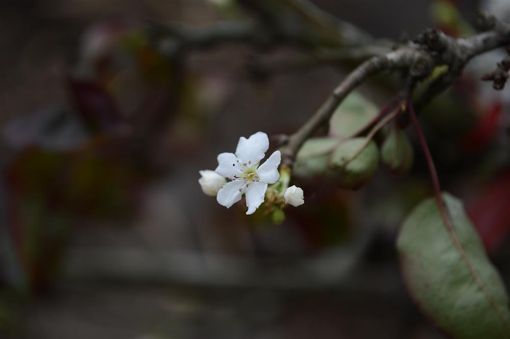 Hoa lê rừng xuống phố ngày đầu năm mới khiến người Hà Nội mê mẩn-11