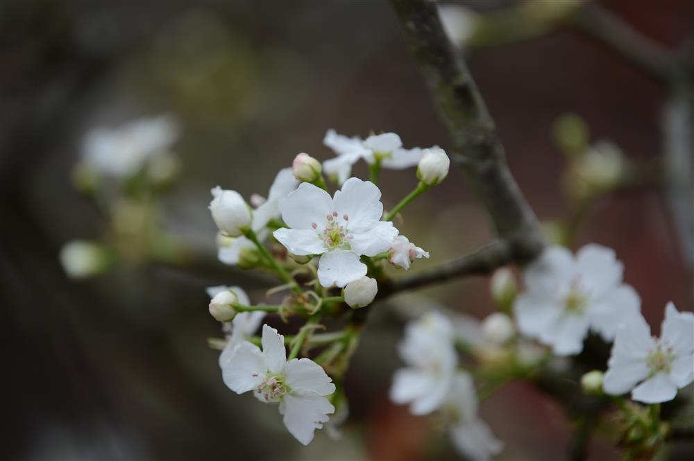 Hoa lê rừng xuống phố ngày đầu năm mới khiến người Hà Nội mê mẩn-12