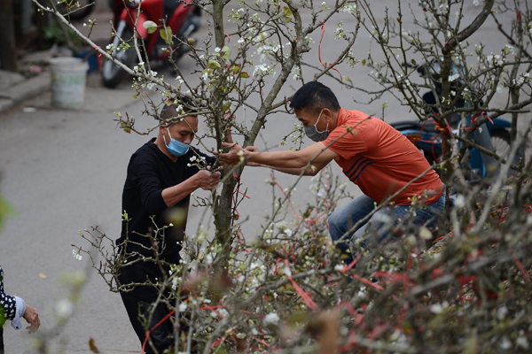 Ảnh: Hàng trăm người dân Hà Nội đổ xô đi mua hoa lê về chơi Rằm tháng Giêng-16