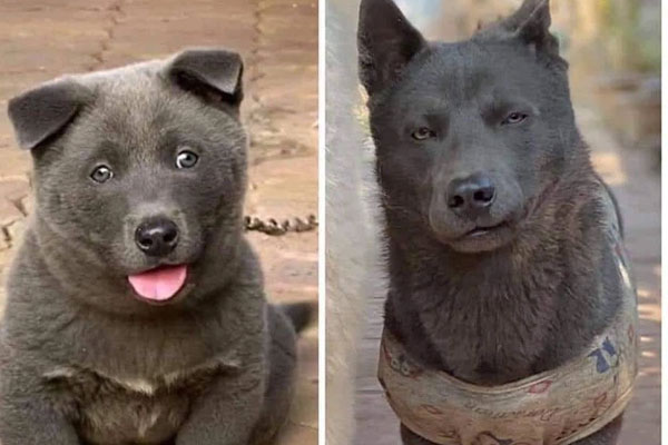 Chú chó Nguyễn Văn Dúi nổi tiếng một thời vừa qua đời-6