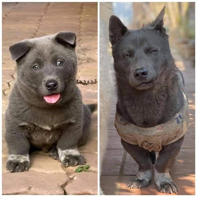 Idol Nguyễn Văn Dúi nay đã khác, thay đổi hình tượng thần thái trong mắt các fan nhưng chỉ khiến dân mạng nhìn ra một yang hồ-1