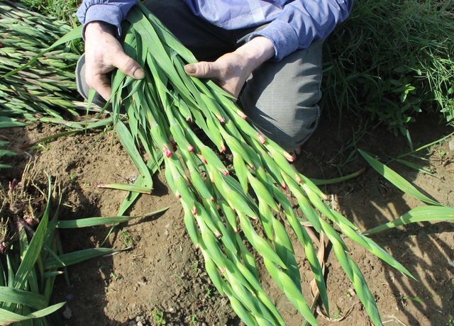 Hà Nội: Hoa tươi đổ đống đầy vỉa hè, nhà vườn bất lực nhìn giá lao dốc-3