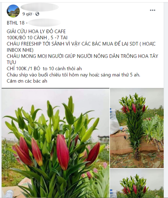 Hoa ly hàng xịn giảm giá sập sàn rẻ như rau, 7.000 đồng/cành sau Tết-1