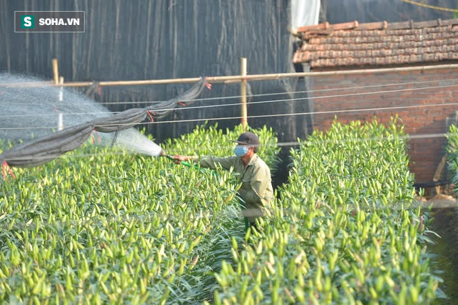 Hoa ly hàng xịn giảm giá sập sàn rẻ như rau, 7.000 đồng/cành sau Tết-5