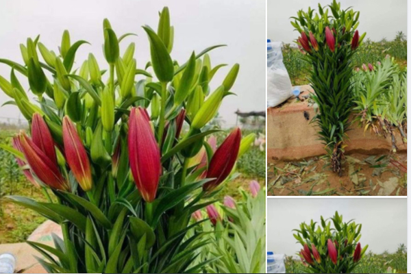 Loại hoa ly siêu đắt đỏ, chị em Hà thành ráo riết lùng mua-6