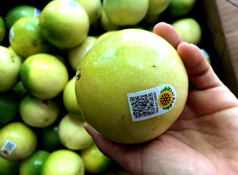 Chuyện lạ Tây Bắc: Chanh mà lại ngọt, quả vàng treo khắp núi đồi thu về tiền tỷ-5