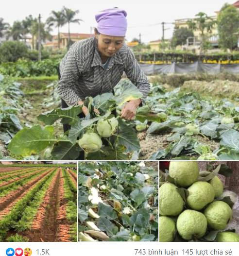 Dân mạng chung tay giải cứu nông sản giúp bà con nông dân Hải Dương, nhìn giá mà thương quặn lòng!-2