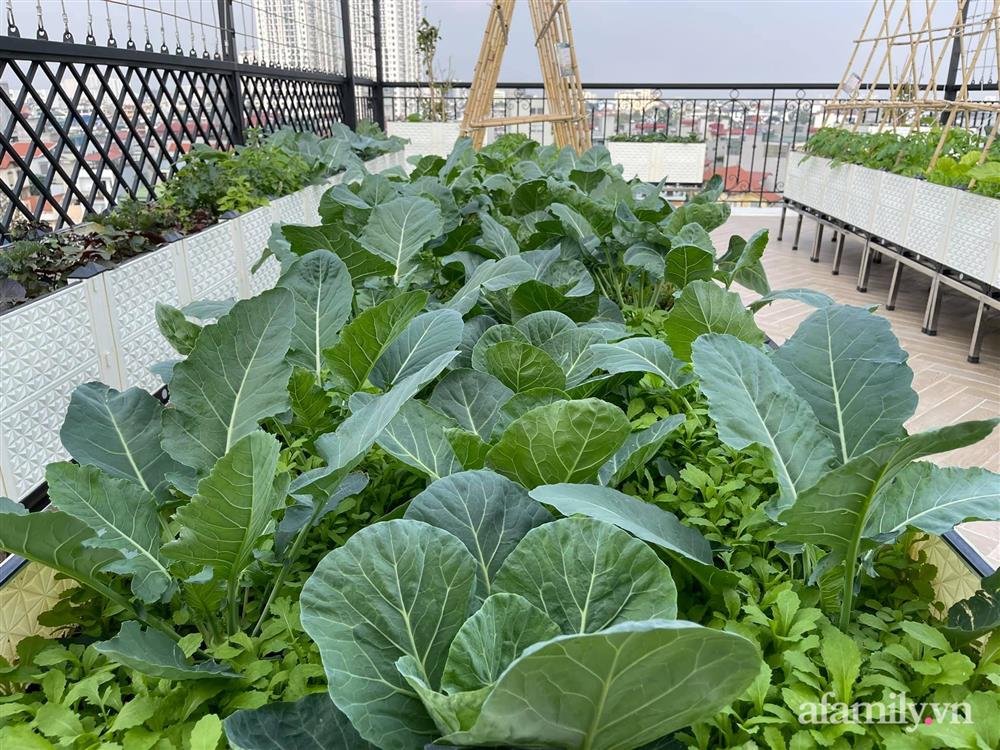 Sân thượng 83m² phủ kín rau quả sạch chỉ sau gần 1 tháng gieo trồng của cô giáo về hưu ở Hà Nội-2