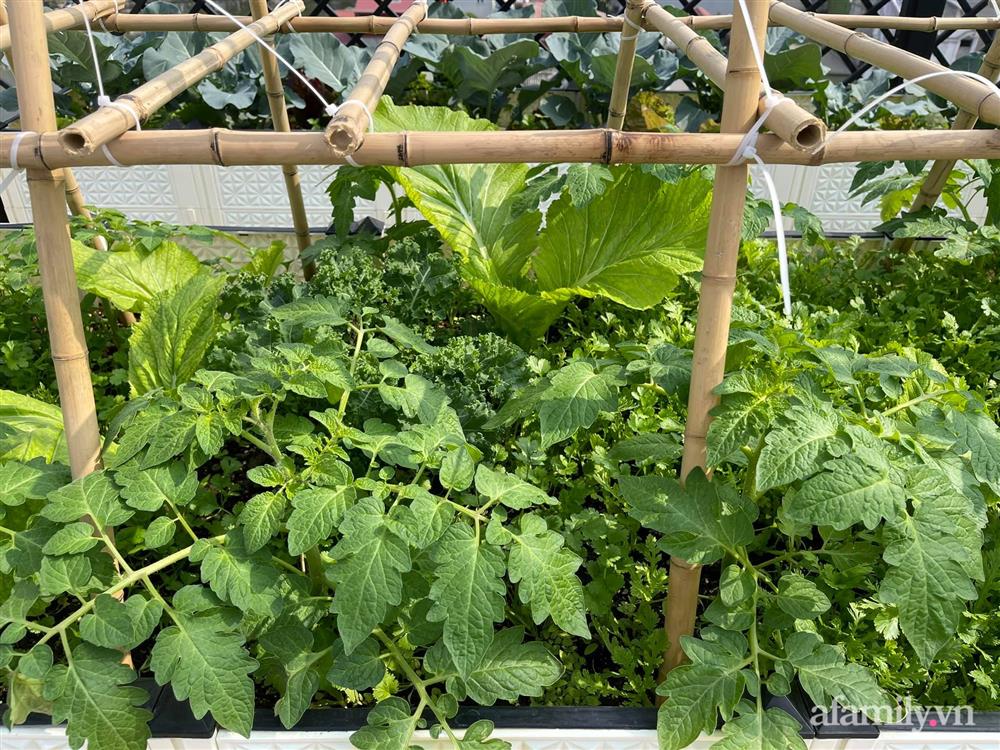 Sân thượng 83m² phủ kín rau quả sạch chỉ sau gần 1 tháng gieo trồng của cô giáo về hưu ở Hà Nội-6