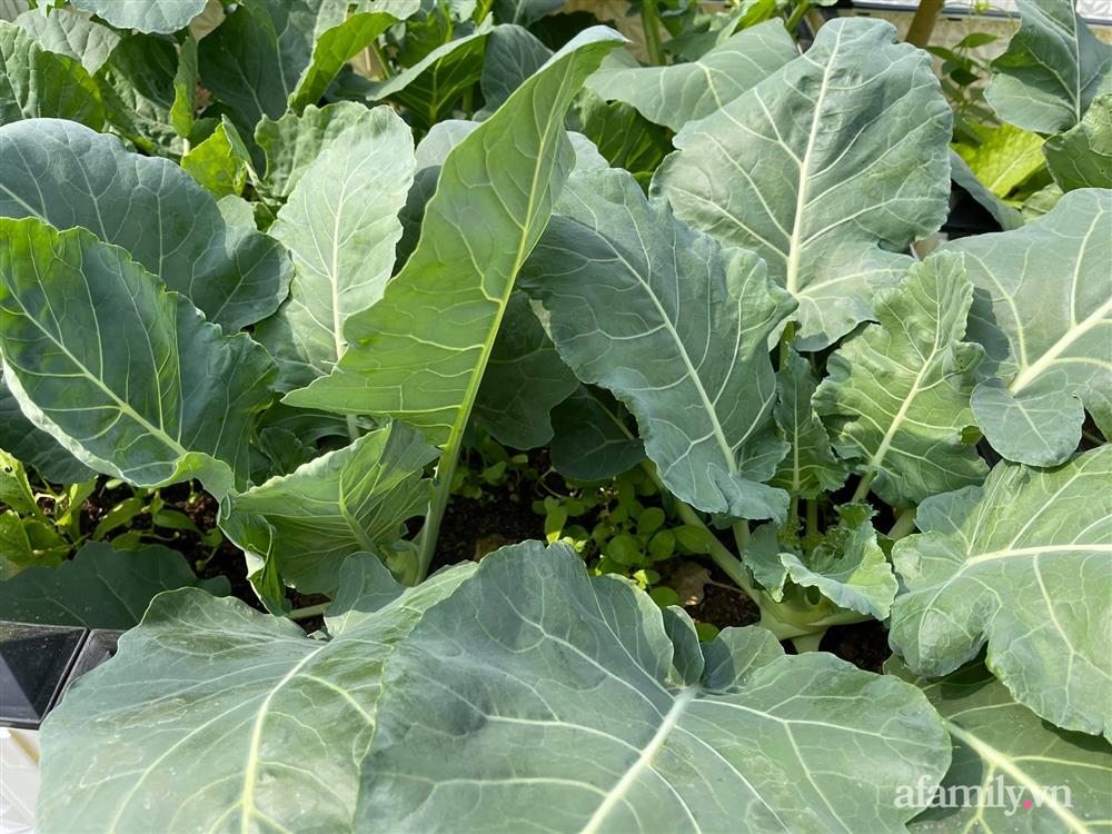 Sân thượng 83m² phủ kín rau quả sạch chỉ sau gần 1 tháng gieo trồng của cô giáo về hưu ở Hà Nội-7