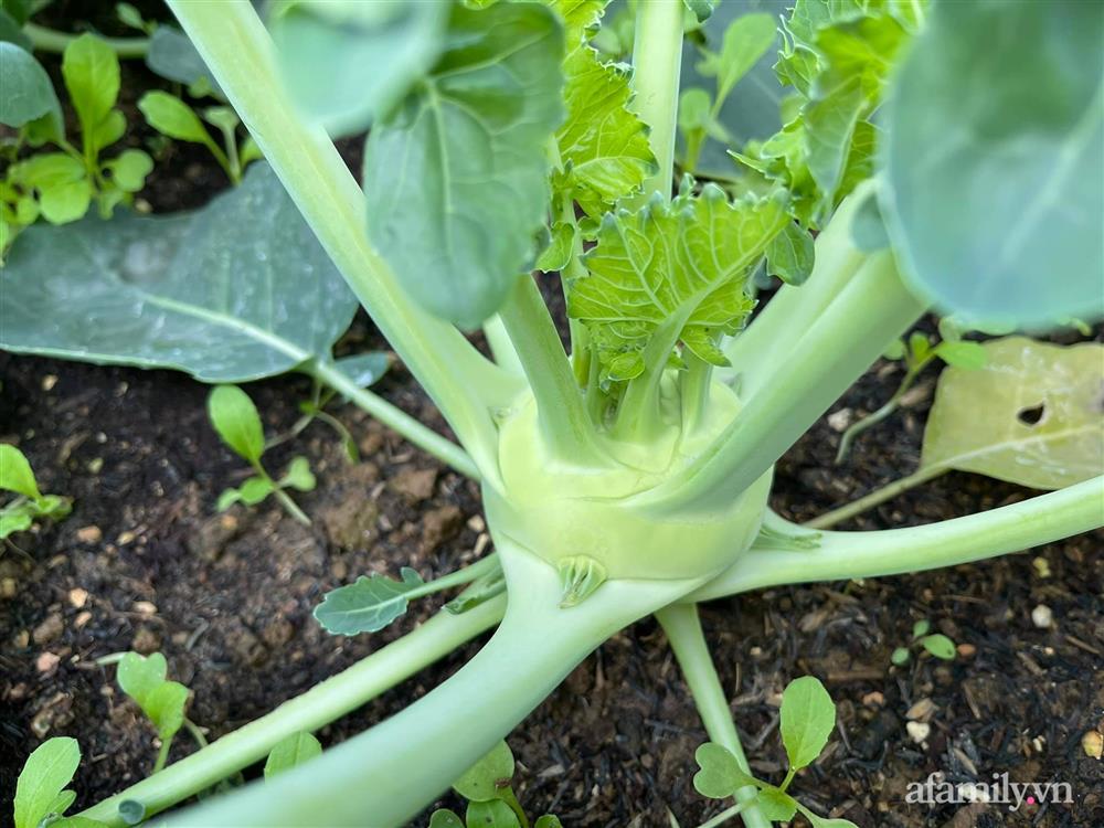 Sân thượng 83m² phủ kín rau quả sạch chỉ sau gần 1 tháng gieo trồng của cô giáo về hưu ở Hà Nội-8