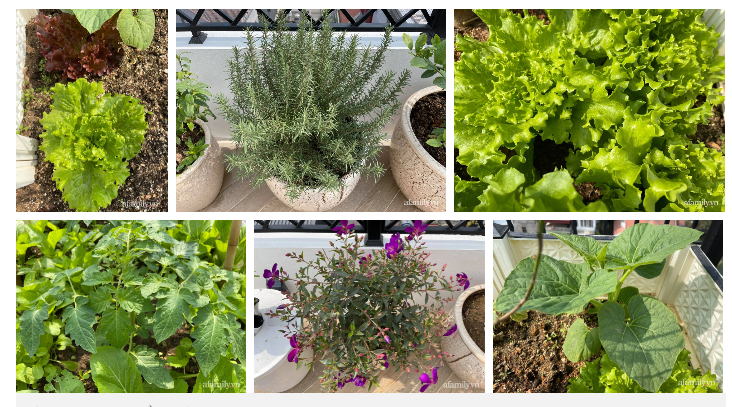 Sân thượng 83m² phủ kín rau quả sạch chỉ sau gần 1 tháng gieo trồng của cô giáo về hưu ở Hà Nội-12