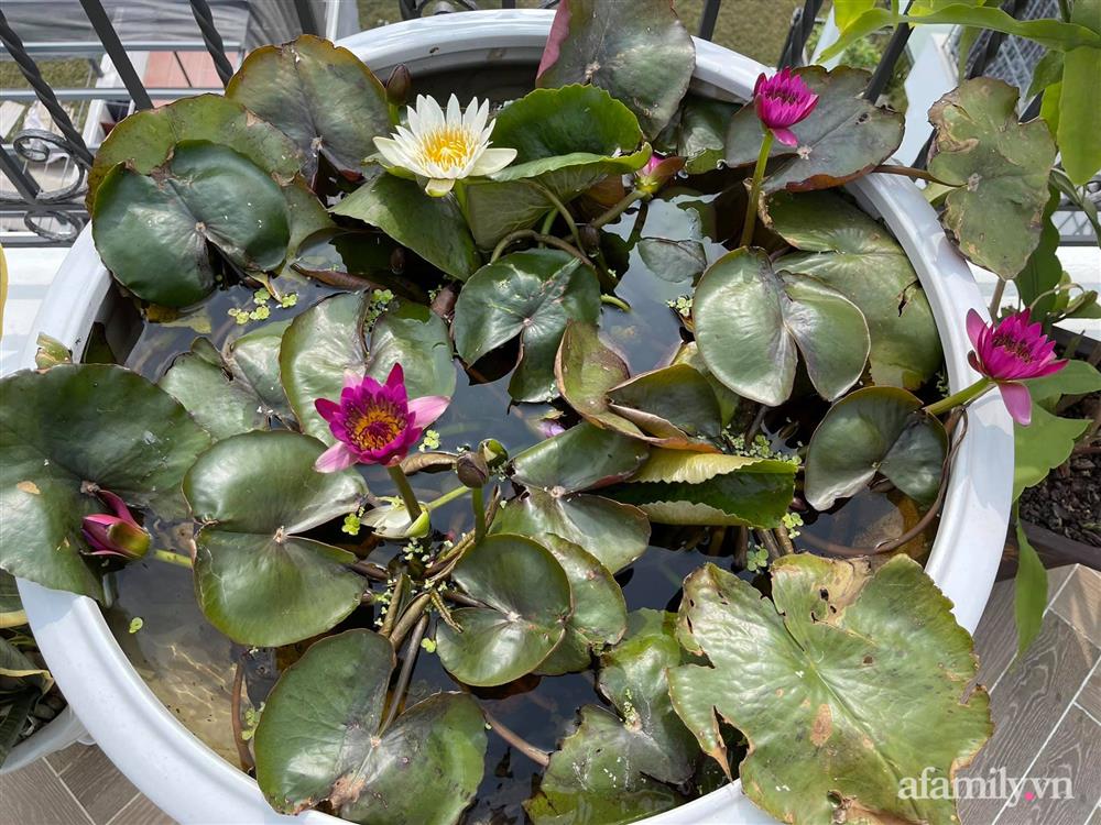 Sân thượng 83m² phủ kín rau quả sạch chỉ sau gần 1 tháng gieo trồng của cô giáo về hưu ở Hà Nội-16