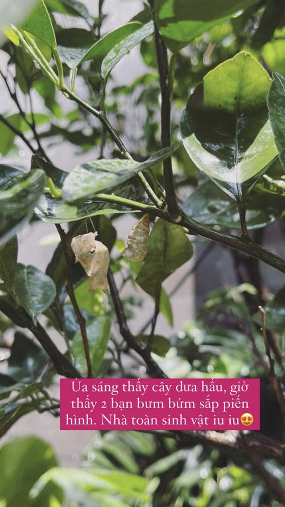 Tóc Tiên khoe vườn cây xanh tốt, nhưng lại bị nhầm lẫn 1 chi tiết nhỏ khiến chính chủ ê mặt: Thiếu kiến thức Sinh học trầm trọng luôn-1