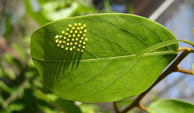 Tóc Tiên khoe vườn cây xanh tốt, nhưng lại bị nhầm lẫn 1 chi tiết nhỏ khiến chính chủ ê mặt: Thiếu kiến thức Sinh học trầm trọng luôn-4