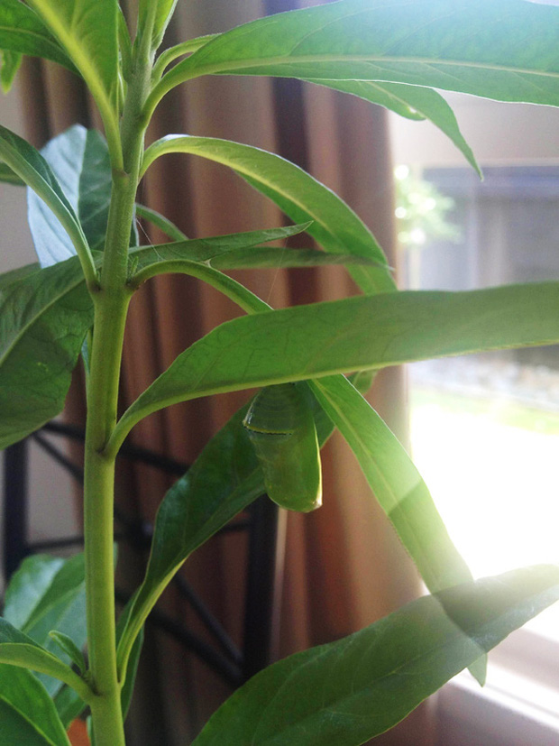 Tóc Tiên khoe vườn cây xanh tốt, nhưng lại bị nhầm lẫn 1 chi tiết nhỏ khiến chính chủ ê mặt: Thiếu kiến thức Sinh học trầm trọng luôn-7