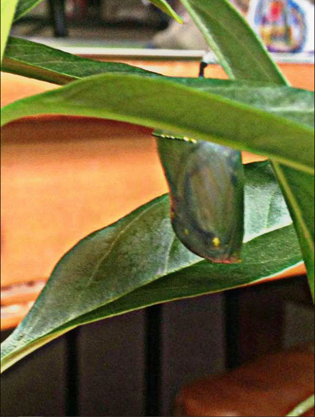 Tóc Tiên khoe vườn cây xanh tốt, nhưng lại bị nhầm lẫn 1 chi tiết nhỏ khiến chính chủ ê mặt: Thiếu kiến thức Sinh học trầm trọng luôn-8