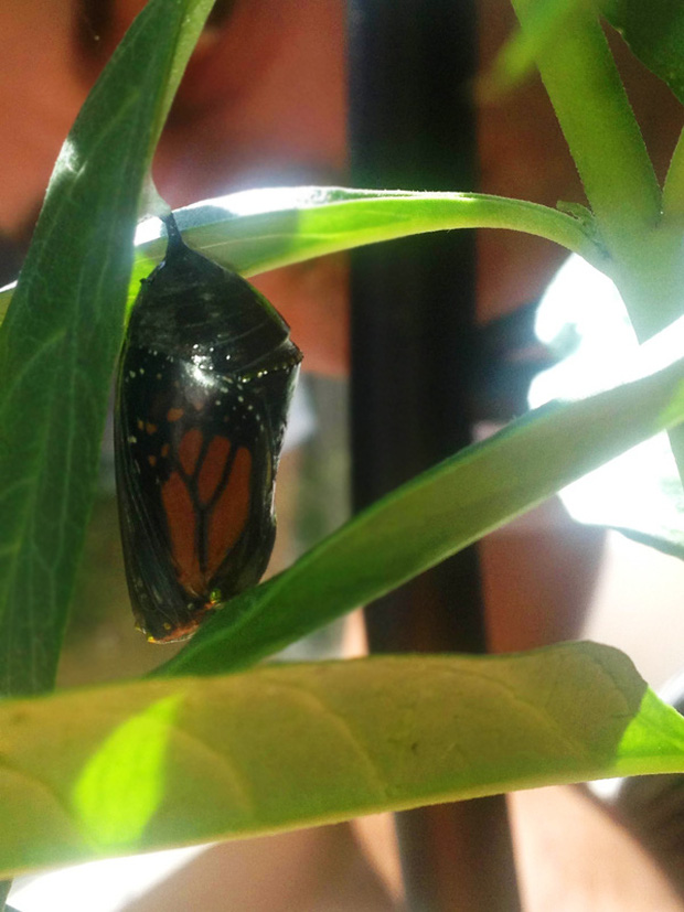 Tóc Tiên khoe vườn cây xanh tốt, nhưng lại bị nhầm lẫn 1 chi tiết nhỏ khiến chính chủ ê mặt: Thiếu kiến thức Sinh học trầm trọng luôn-9