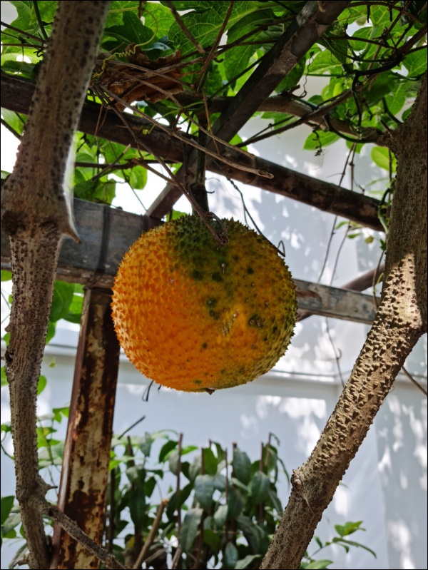 Nhà vườn hoành tráng của Người đẹp Tây Đô Việt Trinh qua Tết vẫn rộn ràng hoa trái, không gian đáng sống ai cũng mơ-4