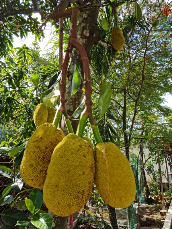 Nhà vườn hoành tráng của Người đẹp Tây Đô Việt Trinh qua Tết vẫn rộn ràng hoa trái, không gian đáng sống ai cũng mơ-3