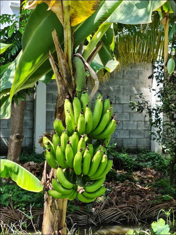 Nhà vườn hoành tráng của Người đẹp Tây Đô Việt Trinh qua Tết vẫn rộn ràng hoa trái, không gian đáng sống ai cũng mơ-5