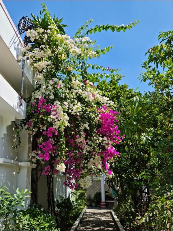 Nhà vườn hoành tráng của Người đẹp Tây Đô Việt Trinh qua Tết vẫn rộn ràng hoa trái, không gian đáng sống ai cũng mơ-10