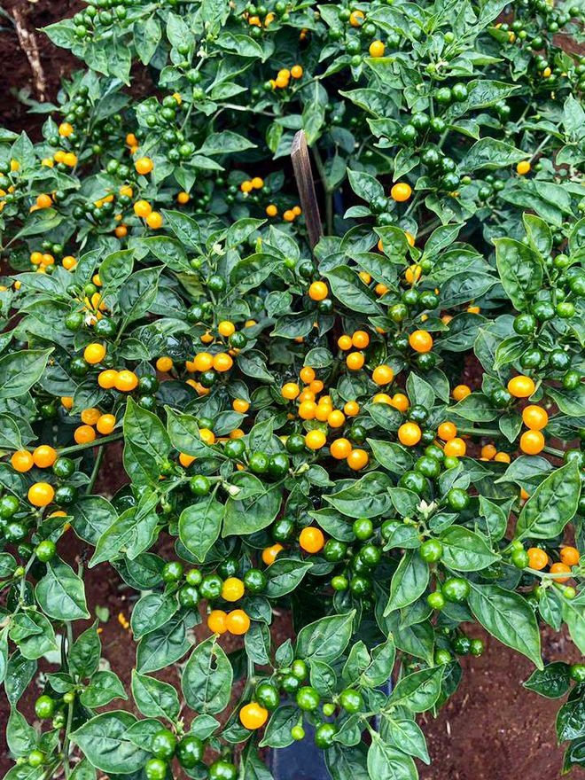 Khu vườn rộng lớn có cả loại ớt nửa tỉ đồng/1kg của Lý Hải - Minh Hà-3