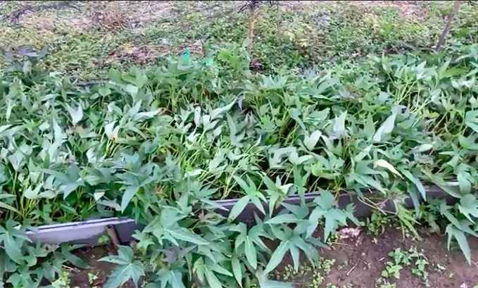 Khu vườn rộng lớn có cả loại ớt nửa tỉ đồng/1kg của Lý Hải - Minh Hà-7