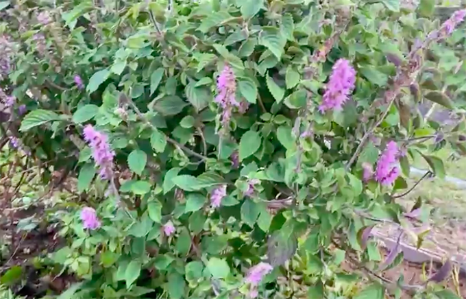 Khu vườn rộng lớn có cả loại ớt nửa tỉ đồng/1kg của Lý Hải - Minh Hà-8