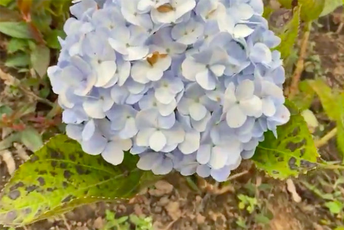 Khu vườn rộng lớn có cả loại ớt nửa tỉ đồng/1kg của Lý Hải - Minh Hà-9