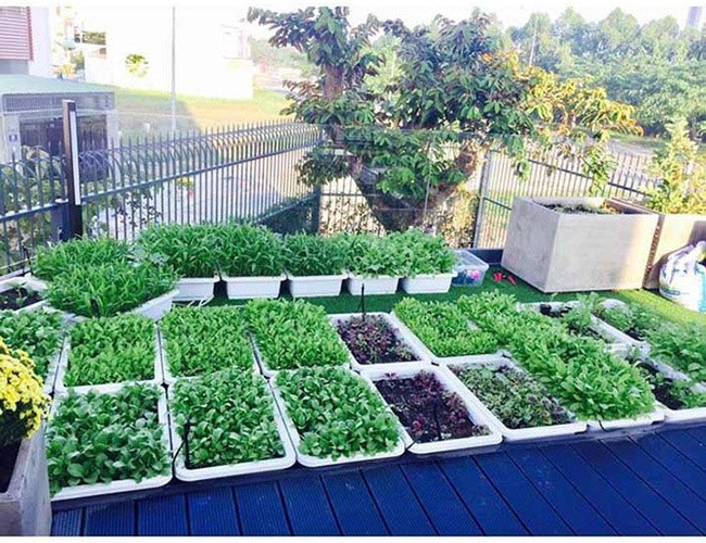 Khu vườn rộng lớn có cả loại ớt nửa tỉ đồng/1kg của Lý Hải - Minh Hà-13