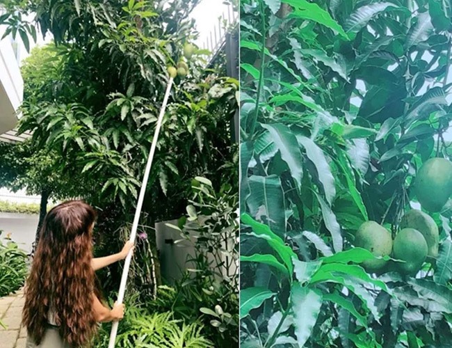 Khu vườn rộng lớn có cả loại ớt nửa tỉ đồng/1kg của Lý Hải - Minh Hà-14