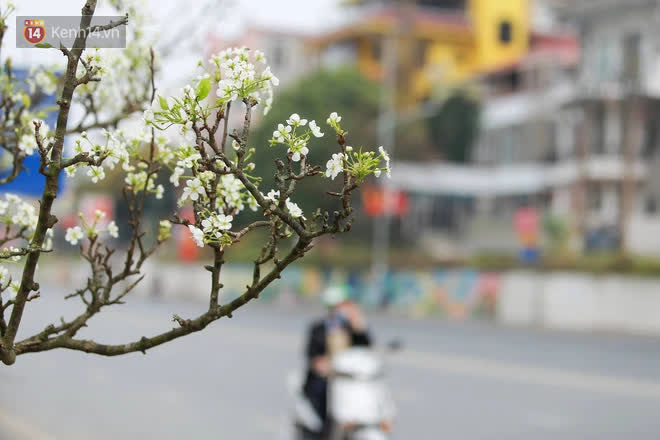 Ảnh: Hàng trăm người dân Hà Nội đổ xô đi mua hoa lê về chơi Rằm tháng Giêng-1