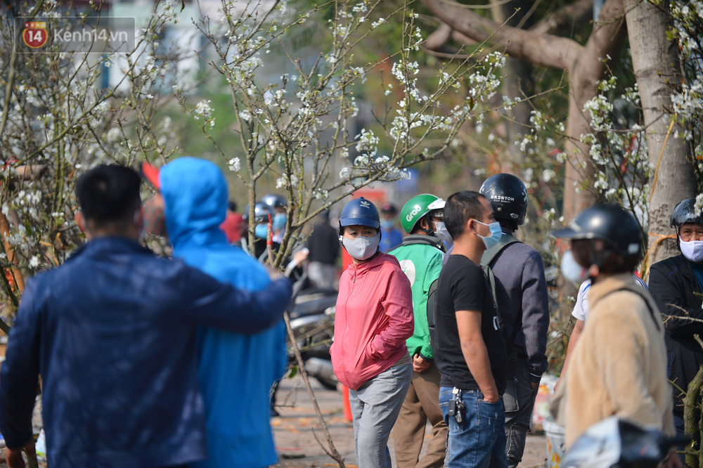 Ảnh: Hàng trăm người dân Hà Nội đổ xô đi mua hoa lê về chơi Rằm tháng Giêng-8