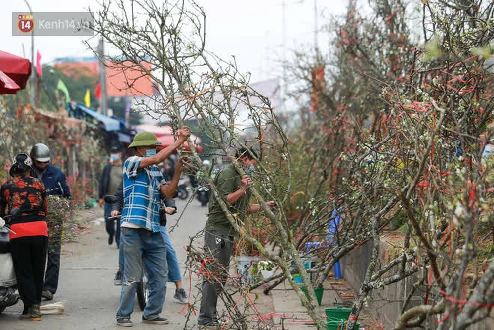 Ảnh: Hàng trăm người dân Hà Nội đổ xô đi mua hoa lê về chơi Rằm tháng Giêng-13