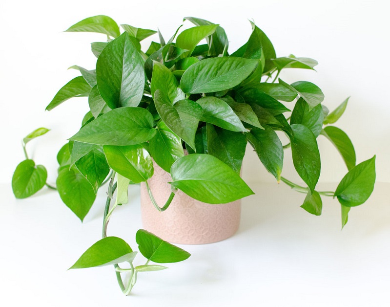 8 loại cây cảnh chống bức xạ điện từ cực tốt cho những ai thường xuyên dùng máy tính-4