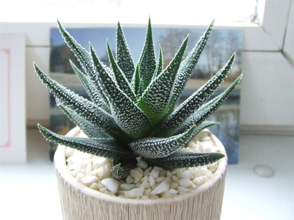 8 loại cây cảnh chống bức xạ điện từ cực tốt cho những ai thường xuyên dùng máy tính-6