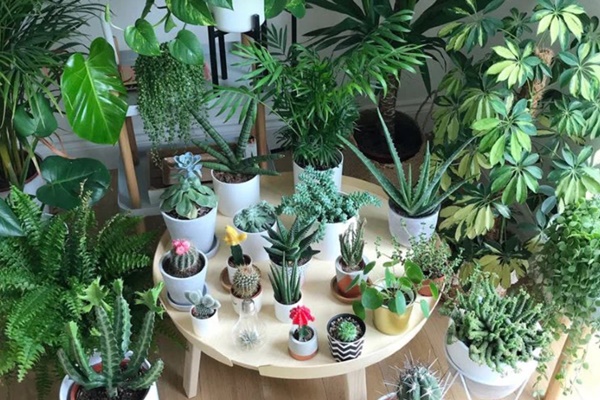 Những cách cấp cứu khi cây trong nhà, văn phòng bị héo úa, sắp chết-9