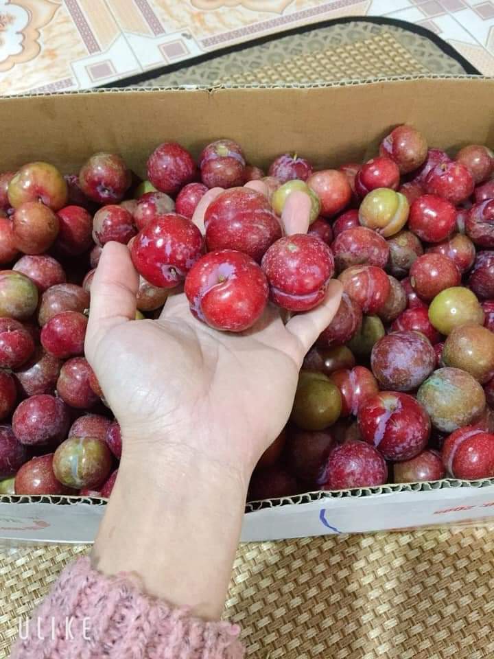 Mận hậu Mộc Châu đầu mùa, năm nay giá rẻ chưa từng thấy-1
