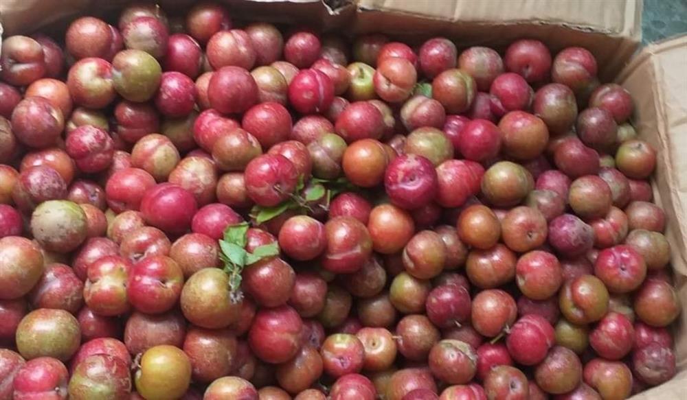 Mận hậu Mộc Châu đầu mùa, năm nay giá rẻ chưa từng thấy-2