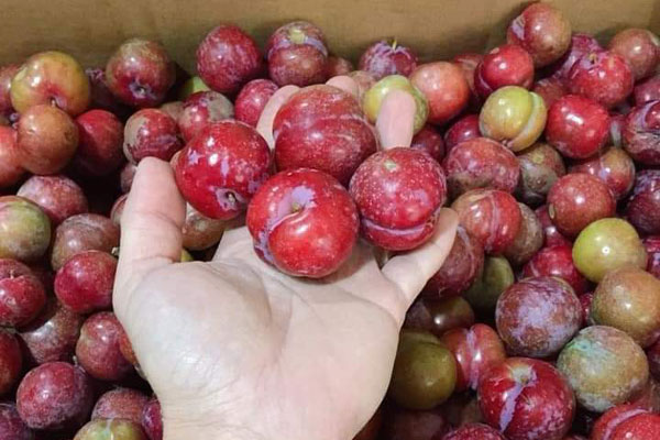 Giữa lúc trái cây rẻ như cho, mận hậu đắt 200 nghìn/kg vẫn ‘cháy hàng’-4